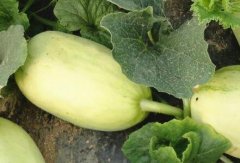 農(nóng)貿(mào)市場(chǎng)配備食品快檢儀器有何必要性？