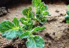 農(nóng)殘超標(biāo)問題用食品安全檢測儀一測便知